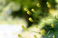 Canola Flower