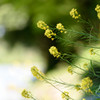 Canola Flower