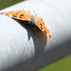Mothra Baby