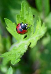  Ladybird