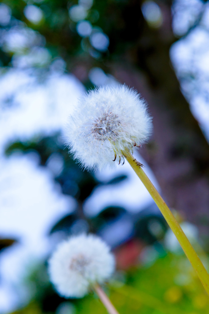 Dandelion