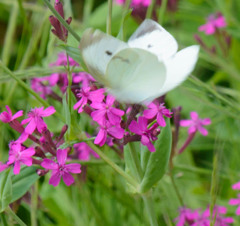 奇跡の花