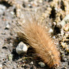 Caterpillar
