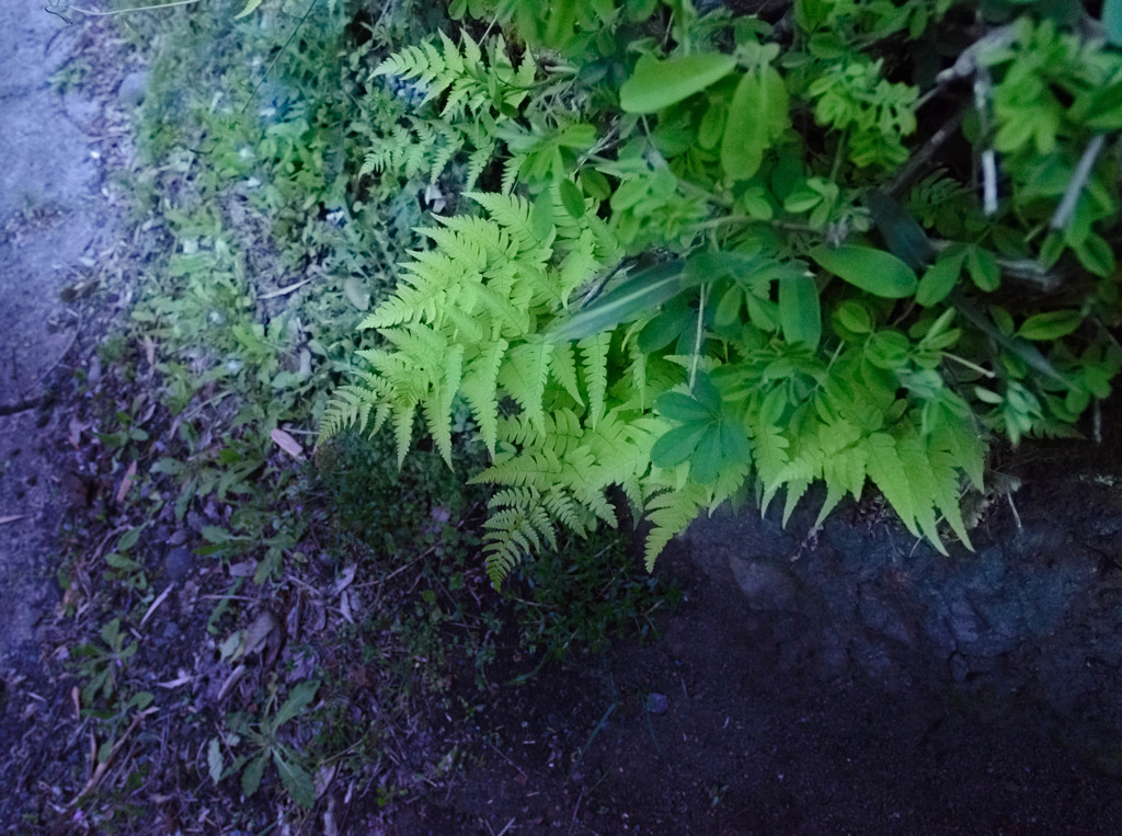 Leaf