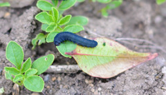 Caterpillar