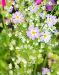 Water Flower