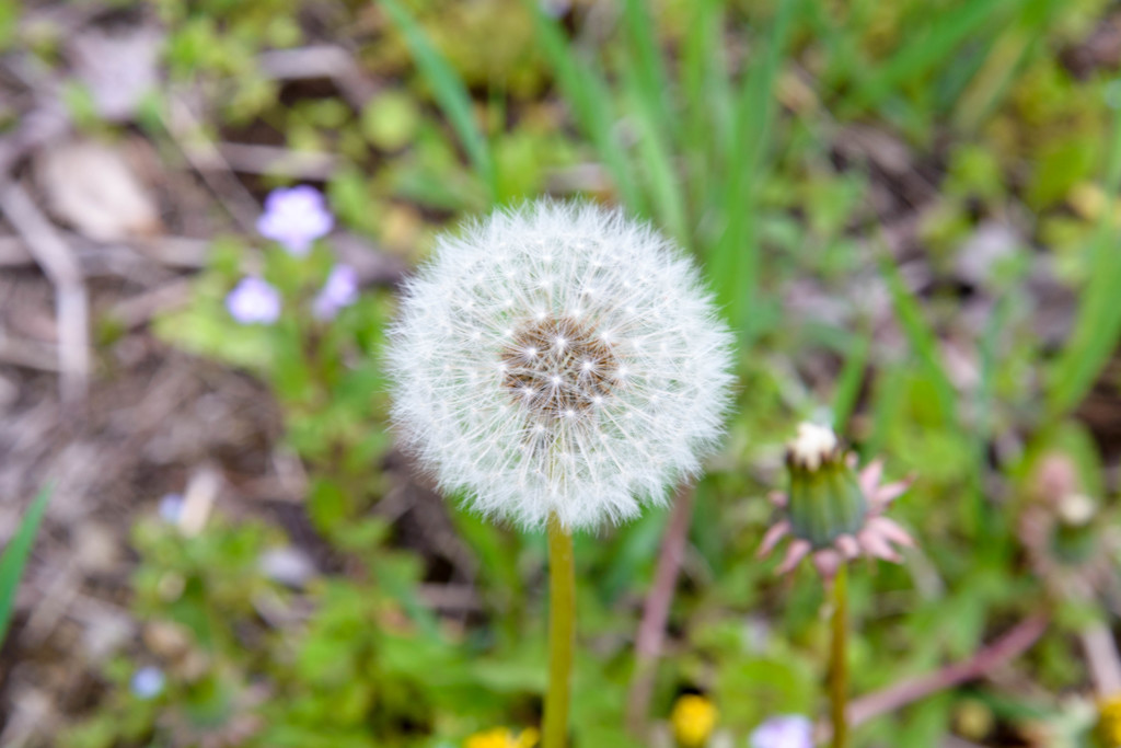 Dandelion