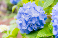 雨上がりの紫陽花