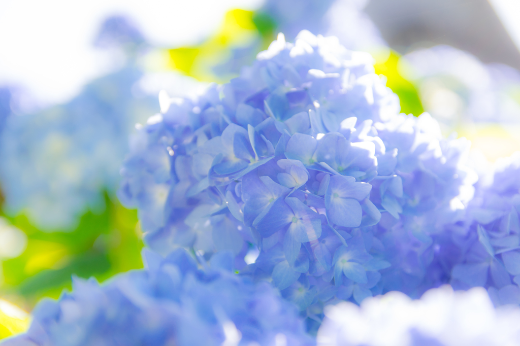 紫陽花