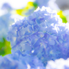紫陽花