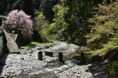 枝垂れ桜