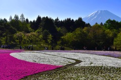 富士山と芝桜！