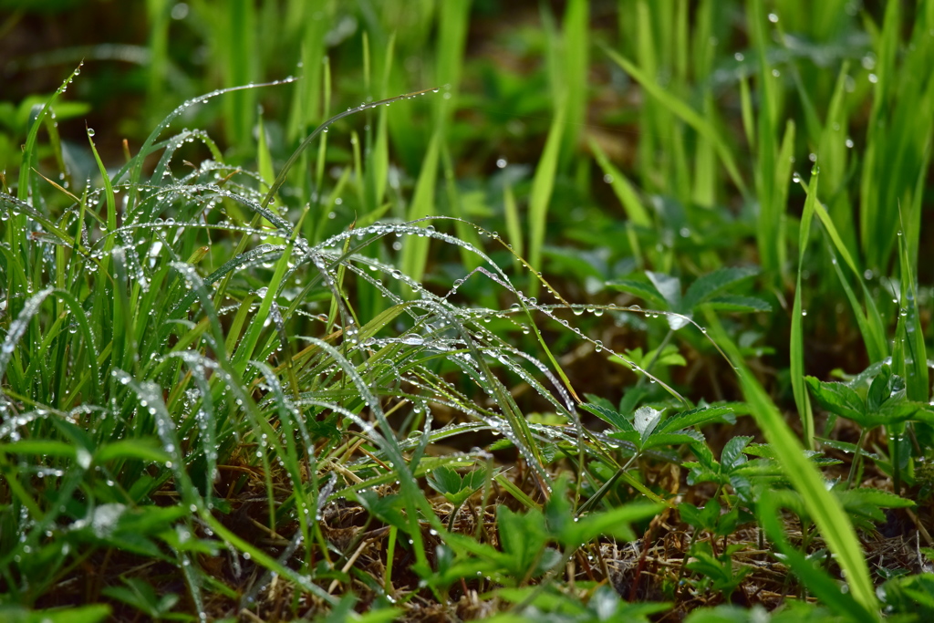 雨上がり