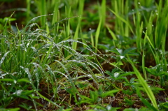 雨上がり