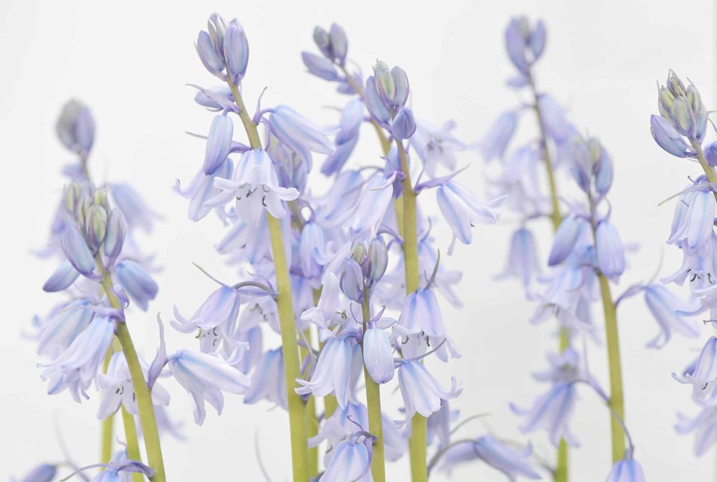 ツリガネスイセン