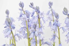 ツリガネスイセン