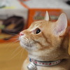 左を向いたねこ