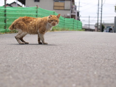 野生のねこ