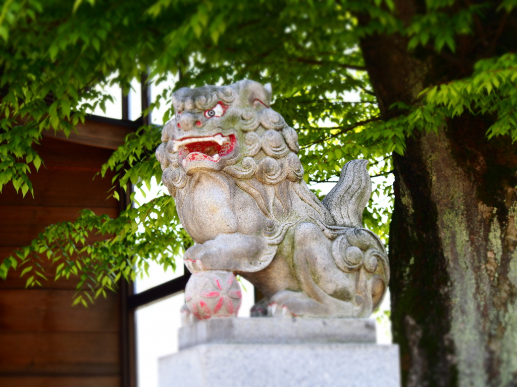 狛犬　阿形　in八幡神社