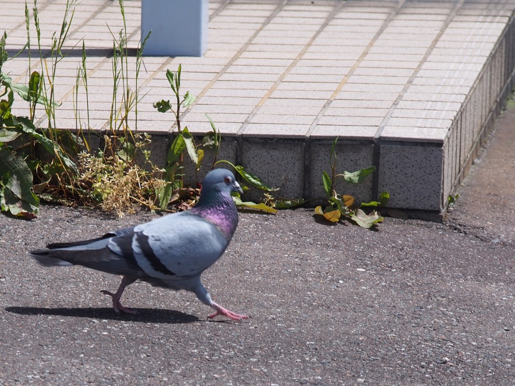 逃亡する鳩