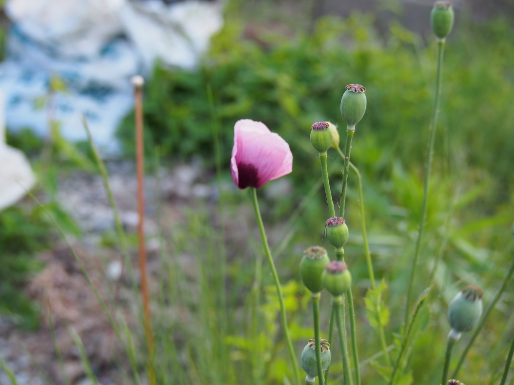 道端の花