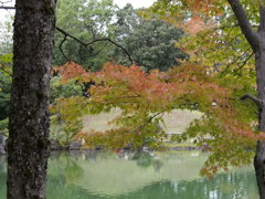 養浩館　池