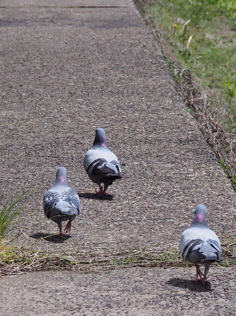 俺についてこい