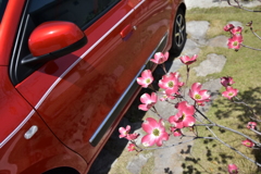 ハナミズキとルージュフラム