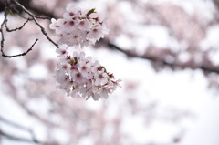 桜