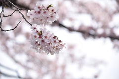 桜