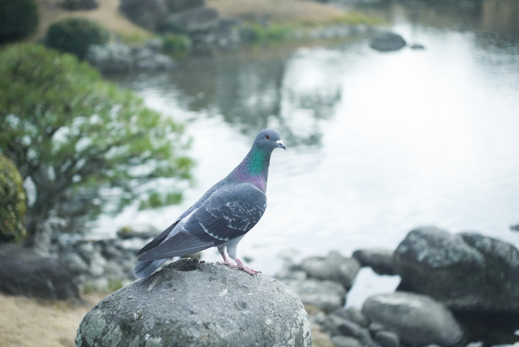逃げない鳩