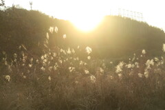 夕方のススキ②