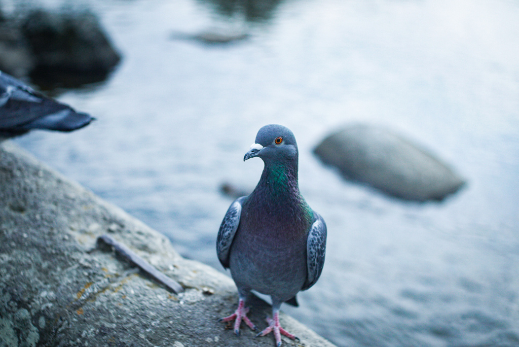 人馴れ鳩