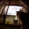 ボディーキャップ魚眼レンズでうち猫