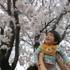 桜餅の花という息子