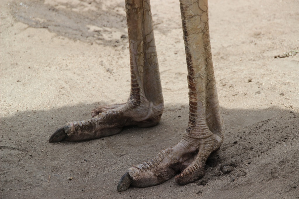 恐竜の足(嘘　ダチョウの足)