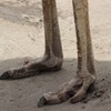 恐竜の足(嘘　ダチョウの足)