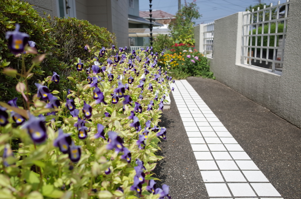 迎え入れてくれる花達