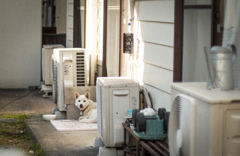 近所の犬