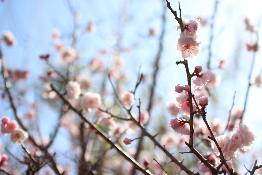 春の花