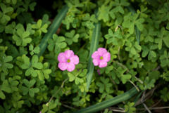 二輪の花