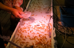 金魚すくい