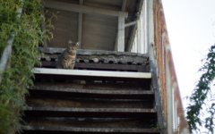 近所の猫
