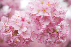 河津桜