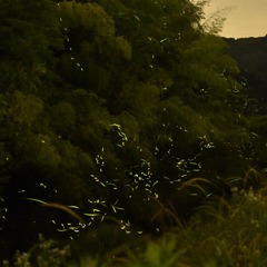 蛍