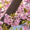 福ふくの里 桜