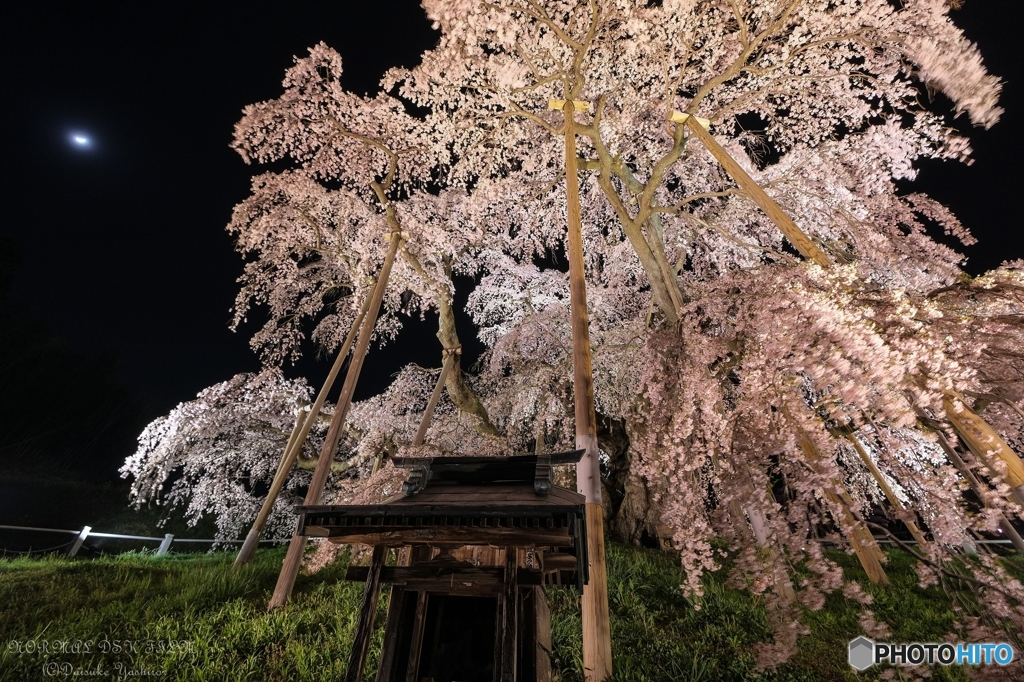 【滝桜：寄り】