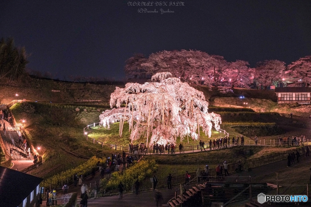【滝桜】