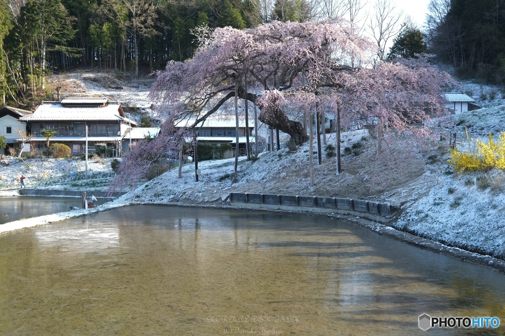 中島の地蔵桜