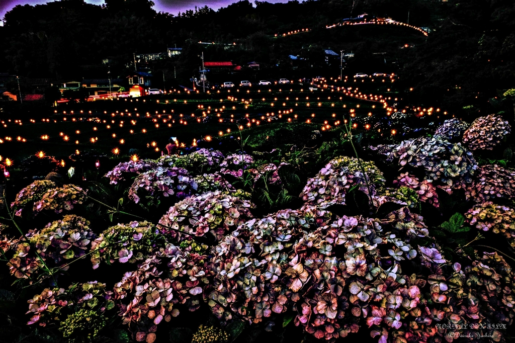 紫陽花とペットボタル①